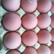 海博体育鸡种蛋